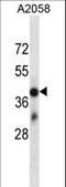 Olfactory Receptor Family 4 Subfamily D Member 6 antibody, LS-C158474, Lifespan Biosciences, Western Blot image 