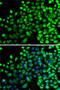 N(Alpha)-Acetyltransferase 20, NatB Catalytic Subunit antibody, 22-702, ProSci, Immunofluorescence image 