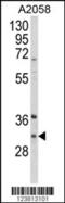 Inhibitor of growth protein 5 antibody, 63-970, ProSci, Western Blot image 