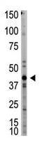 Growth/differentiation factor 8 antibody, AP11945PU-N, Origene, Western Blot image 