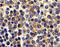 CD269 antibody, 2397, ProSci Inc, Immunohistochemistry frozen image 