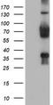 TLE Family Member 2, Transcriptional Corepressor antibody, TA504240, Origene, Western Blot image 