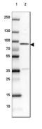 EEF1A Lysine And N-Terminal Methyltransferase antibody, NBP2-38709, Novus Biologicals, Western Blot image 