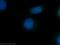 Centrosomal protein of 164 kDa antibody, 22227-1-AP, Proteintech Group, Immunofluorescence image 