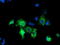 NGG1 Interacting Factor 3 Like 1 antibody, TA503679, Origene, Immunofluorescence image 