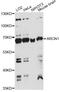 Archain 1 antibody, A14993, ABclonal Technology, Western Blot image 