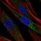 Osteoglycin antibody, HPA013132, Atlas Antibodies, Immunofluorescence image 
