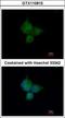 ATPase H+ Transporting V1 Subunit A antibody, GTX110815, GeneTex, Immunocytochemistry image 