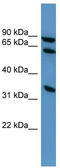 Engulfment And Cell Motility 1 antibody, TA342681, Origene, Western Blot image 