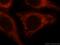 OCIA Domain Containing 1 antibody, 16634-1-AP, Proteintech Group, Immunofluorescence image 