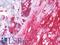 Vitronectin antibody, LS-B10373, Lifespan Biosciences, Immunohistochemistry frozen image 