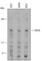 Paired amphipathic helix protein Sin3a antibody, AF6115, R&D Systems, Western Blot image 