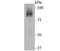 Cyclic nucleotide-gated olfactory channel antibody, NBP2-76924, Novus Biologicals, Western Blot image 