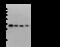 CD320 Molecule antibody, 51138-T48, Sino Biological, Western Blot image 