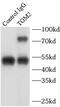 Transglutaminase 2 antibody, FNab08650, FineTest, Immunoprecipitation image 