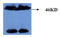 Microtubule Associated Protein Tau antibody, AM26412PU-L, Origene, Western Blot image 