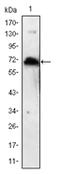 Kelch Like Family Member 1 antibody, AM06522SU-N, Origene, Western Blot image 