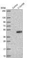 Myelin Regulatory Factor Like antibody, PA5-61937, Invitrogen Antibodies, Western Blot image 