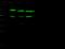 Glycogen Synthase Kinase 3 Beta antibody, 10044-T32, Sino Biological, Western Blot image 