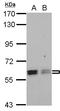 Polypyrimidine Tract Binding Protein 3 antibody, LS-C155406, Lifespan Biosciences, Western Blot image 