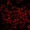 WT1 Associated Protein antibody, IHC-00368, Bethyl Labs, Immunofluorescence image 