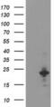Uncharacterized protein KIAA0495 antibody, MA5-25703, Invitrogen Antibodies, Western Blot image 
