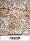 Anterior gradient protein 3 homolog antibody, 63-940, ProSci, Immunohistochemistry paraffin image 