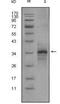 Myostatin antibody, NBP1-47388, Novus Biologicals, Western Blot image 