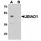 UbiA prenyltransferase domain-containing protein 1 antibody, TA349039, Origene, Western Blot image 