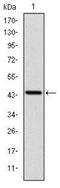 LIM and senescent cell antigen-like-containing domain protein 1 antibody, NBP2-37581, Novus Biologicals, Western Blot image 