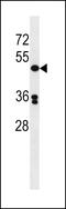 DNA polymerase delta subunit 3 antibody, LS-C163838, Lifespan Biosciences, Western Blot image 