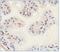 SLIT and NTRK-like protein 1 antibody, NBP1-49541, Novus Biologicals, Immunohistochemistry paraffin image 