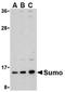 Small Ubiquitin Like Modifier 1 antibody, AP05599PU-N, Origene, Western Blot image 