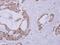 Clavesin 1 antibody, NBP2-20170, Novus Biologicals, Immunohistochemistry frozen image 