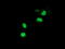Peptidylprolyl Isomerase Domain And WD Repeat Containing 1 antibody, TA501891, Origene, Immunofluorescence image 