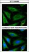 GAPDH antibody, LS-C109296, Lifespan Biosciences, Immunofluorescence image 