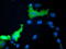 Microtubule Associated Monooxygenase, Calponin And LIM Domain Containing 1 antibody, TA501893, Origene, Immunofluorescence image 