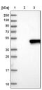 Ras Association Domain Family Member 1 antibody, PA5-59273, Invitrogen Antibodies, Western Blot image 
