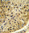 DCT antibody, 63-636, ProSci, Immunohistochemistry paraffin image 