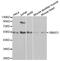 Mothers against decapentaplegic homolog 1 antibody, MBS127034, MyBioSource, Western Blot image 
