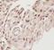 Snail Family Transcriptional Repressor 1 antibody, FNab08051, FineTest, Immunohistochemistry frozen image 