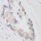 Ring Finger Protein 40 antibody, IHC-00102, Bethyl Labs, Immunohistochemistry frozen image 