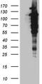 Ubiquitin Like Modifier Activating Enzyme 7 antibody, CF811855, Origene, Western Blot image 