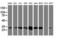 N-Ribosyldihydronicotinamide:Quinone Reductase 2 antibody, LS-C337742, Lifespan Biosciences, Western Blot image 