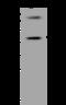Ectodysplasin A Receptor antibody, 200316-T40, Sino Biological, Western Blot image 