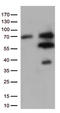 NS antibody, TA813298, Origene, Western Blot image 