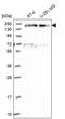 Enhancer Of MRNA Decapping 4 antibody, PA5-59461, Invitrogen Antibodies, Western Blot image 