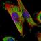 Follistatin Like 4 antibody, NBP1-91913, Novus Biologicals, Immunofluorescence image 
