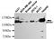 Scaffold Attachment Factor B antibody, MBS475139, MyBioSource, Western Blot image 