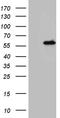 NFKB Inhibitor Epsilon antibody, TA810713, Origene, Western Blot image 